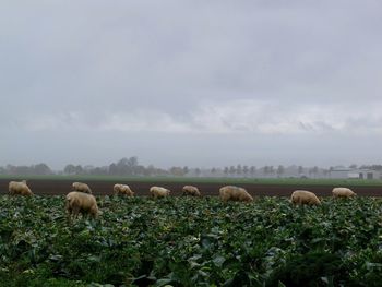 Sheep grazing on field against sky