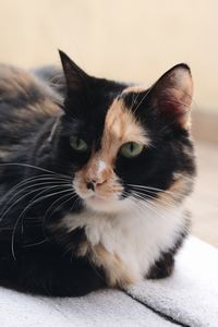 Close-up portrait of a cat looking away