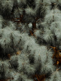 Full frame shot of leaves