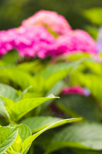 Close-up of pink flower