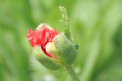 Close-up of red flower