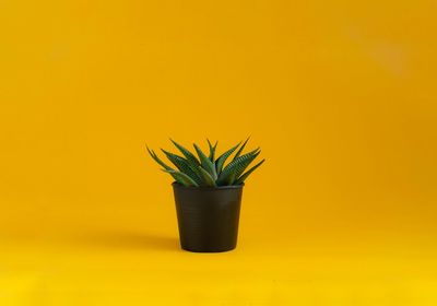 Close-up of potted plant against yellow background