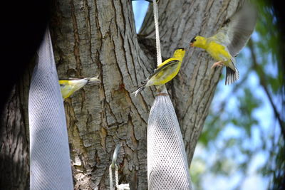 Close-up of bird perching on tree trunk