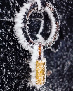 Close-up of snow on tree