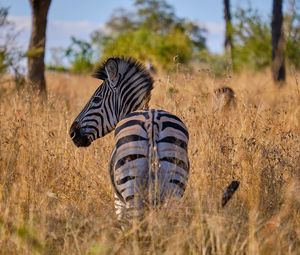 Zebra standing on grassy land