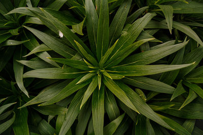 Full frame shot of green leaves