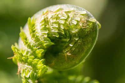 Close-up of fern