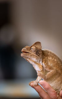 Close-up of hand holding lizard