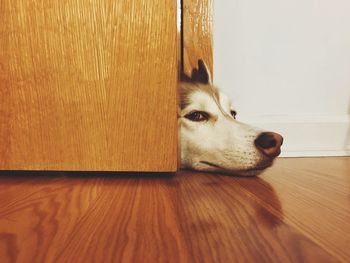 Close-up of dog lying by door on floor