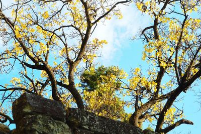 Low angle view of tree against sky