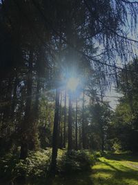 Low angle view of trees in forest on sunny day