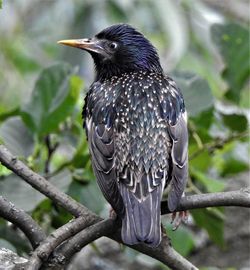 Close-up of bird perching on branch