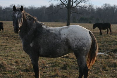 Horse standing in ranch