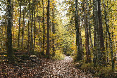 Footpath amidst trees in forest during autumn