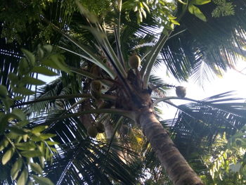 Low angle view of palm trees