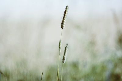 Close-up of plant against blurred background