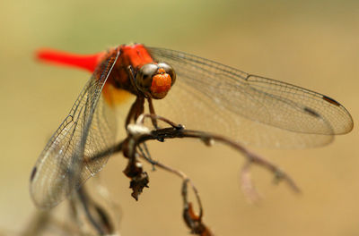 Close-up of dragonfly on plant