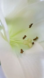 Close-up of flowers