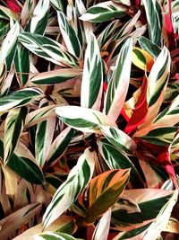 Full frame shot of plants