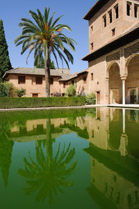 Reflection of palm trees in swimming pool