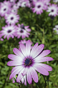 Close-up of purple flower