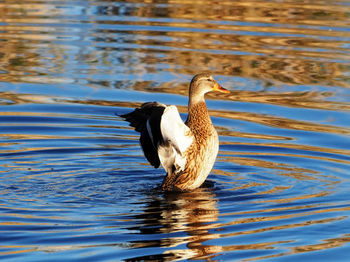 Duck swimming in lake