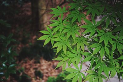 High angle view of plant growing on field