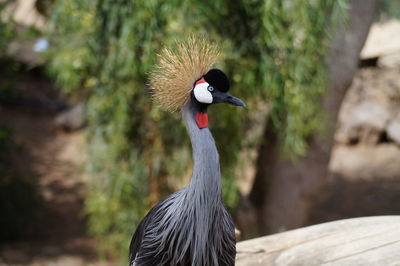 Grey crowned crane perching at zoo