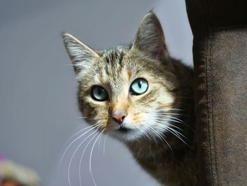 Close-up portrait of cat