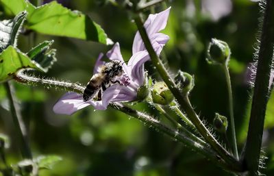 Close-up of bee on purple flower