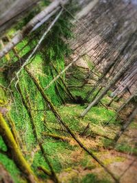 Close-up of tree trunk