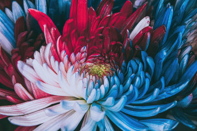 Summertime patriotic red white and blue mums in the july summer