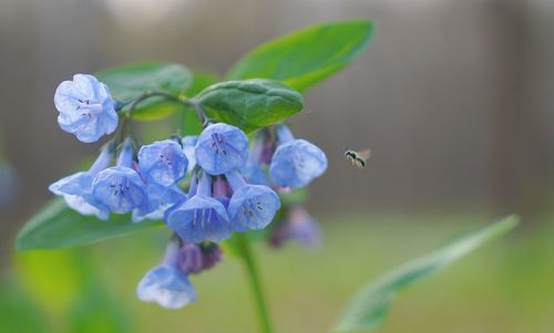 Close-up of insect on purple flower