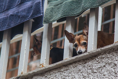 Close-up of dog