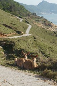 View of sheep on mountain