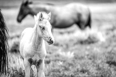 Horse on field