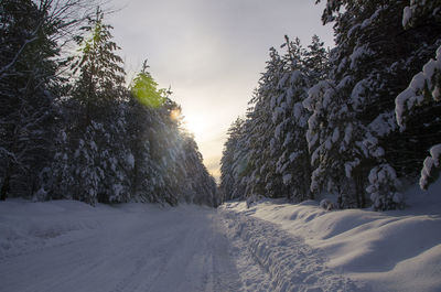 Snow covered land and trees against sky