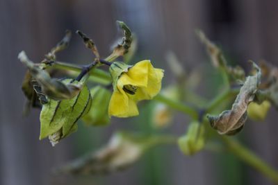 Close-up of yellow flowers