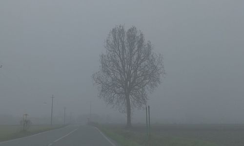 Road passing through forest