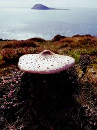 Close-up of mushroom on beach against sky