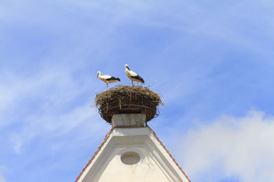 Low angle view of bird perching against sky