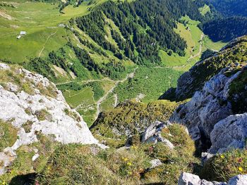 High angle view of tree on mountain