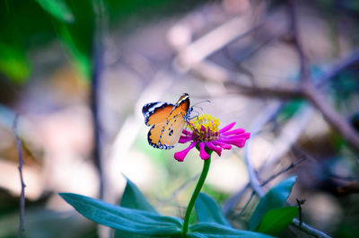 Close-up of butterfly pollinating on flower