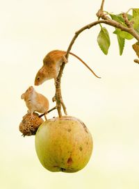 Close-up of mice hanging on apple tree against sky