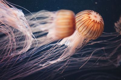 Close-up of jellyfish swimming in sea