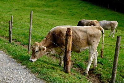 Horse standing in pasture