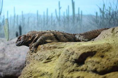 Close-up of crocodile on rock against sky