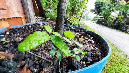 Close-up of potted plant