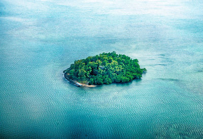 High angle view of plants in sea