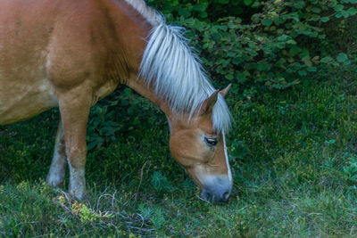 Close-up of horse grazing on field